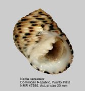 Nerita versicolor